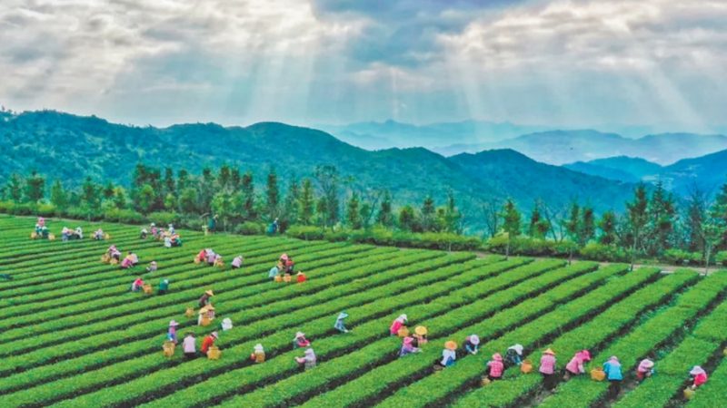 高山水果与平原种植：产量对比解析