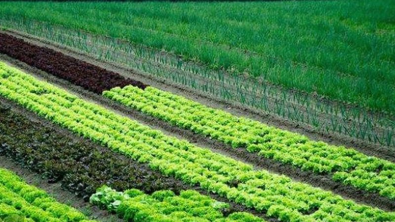 日光温室大棚土墙建造：标准与要点