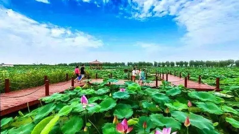 上海进口农产品批发品牌：如何选择高品质的进口佳品**