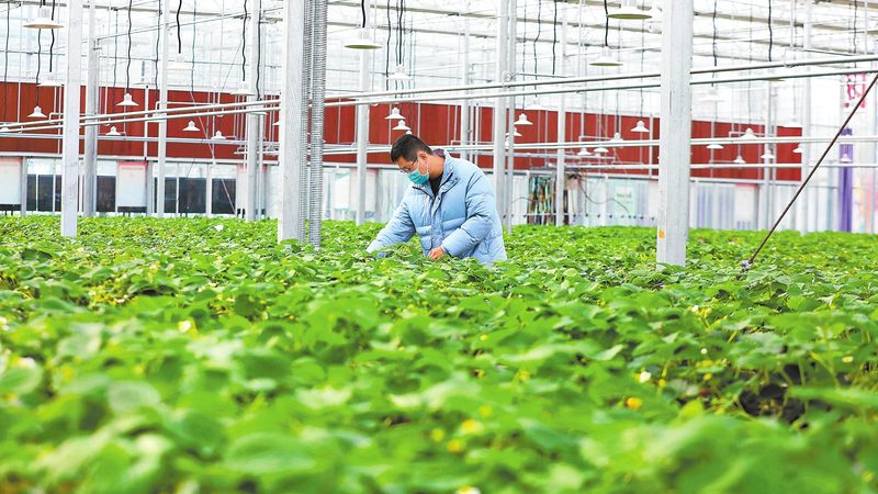 山东农业项目生产厂家：揭秘优质项目背后的技术支撑**