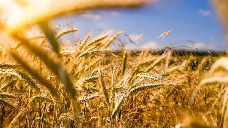 生态农业大棚种植技术加盟，揭秘高效农业的秘密武器