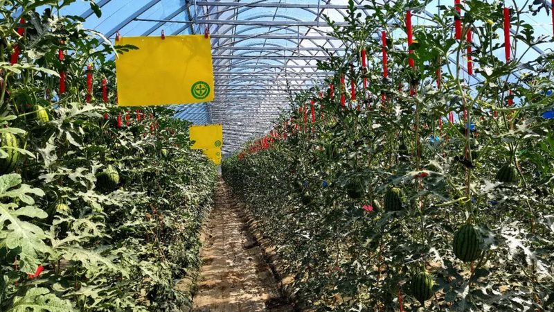 小型农业创业项目投资预算解析