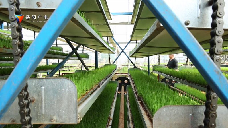 河南粮食种植合作社与家庭农场：两者有何区别？**