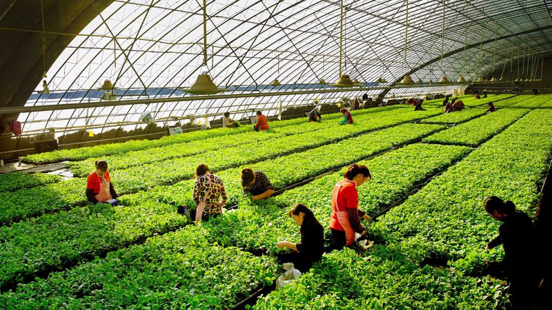 农民合作社注册审批时间到底要多久