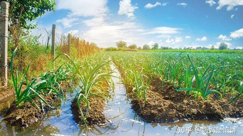 农产品批发市场摊位价格揭秘：如何看懂市场动态